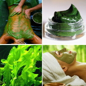Премиум <span>SPA</span> программа «Листовая ламинария» Премиум <span>SPA</span> программа «Листовая ламинария»